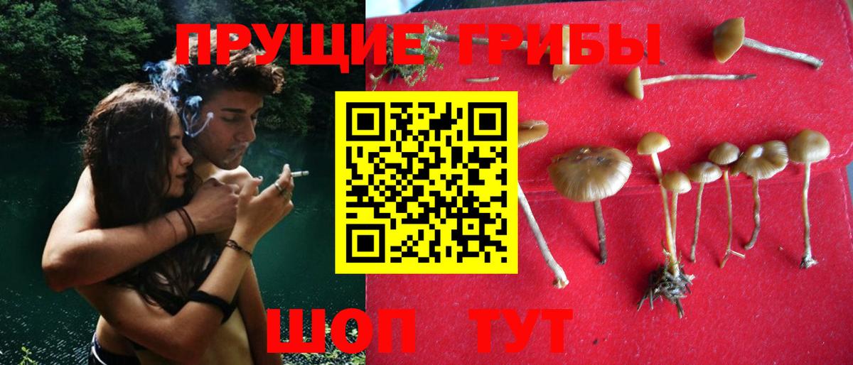 Псилоцибиновые грибы прущие грибы  Вход с VPN  Губкин  Галлюциногенные грибы прущие грибы 